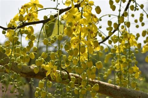 Image result for Pruning a Laburnum Tree