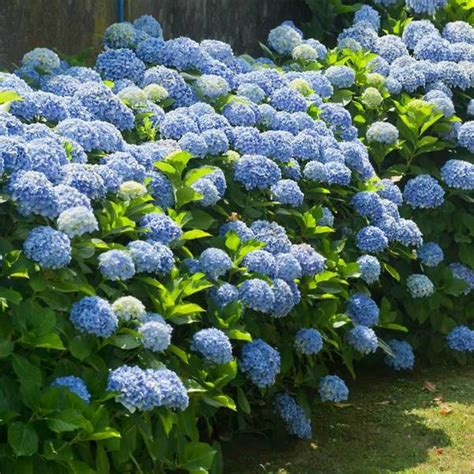 Buy Blue Hydrangeas for Sales Online | Blue Flowering Shrub Hydrangea