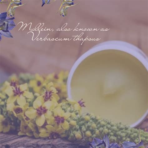 The Marvelous Mullein: A Natural Remedy for Respiratory Health and More