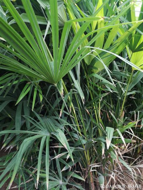 棕竹盆景图片 - 花百科