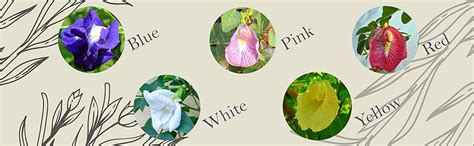 Aparajita Flower Plant Seeds 5 Colour Flower Plant Seeds/Shankhpushpi ...