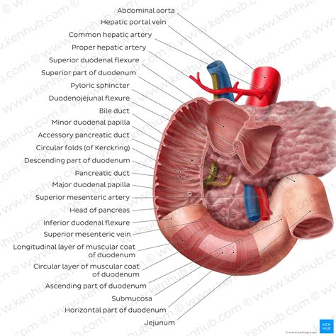 Image result for Duodenum Part