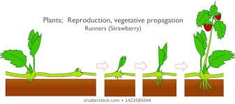 Formation of seeds without fertilisation can take place by all except.