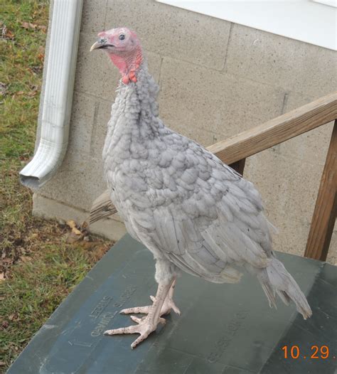 Blue Slate Turkey