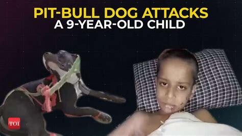 Meerut (UP): Pit-Bull Dog attacks a 9-year-old child playing outside ...