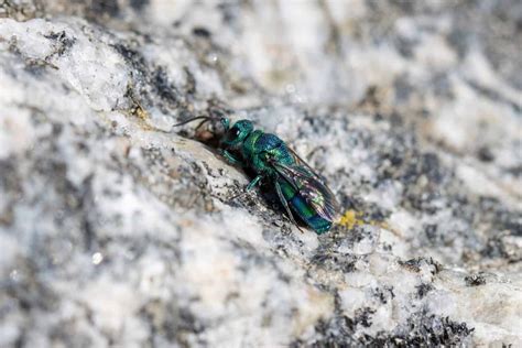 Do Sweat Bees Sting? - Beekeeping 101