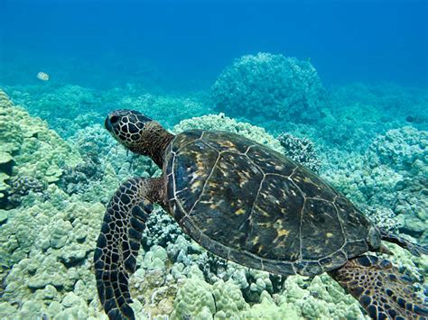 Image result for Turtle Programming Tutorial