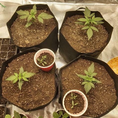 my 2 week old babies with a special guest appearance from their veggie friends : r/AusGrowers