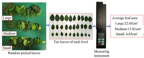 Innovative Leaf Area Detection Models for Orchard Tree Thick Canopy ...