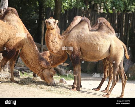 many African camels with humps while eating inside the zoo fence Stock ...