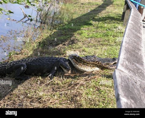 Image result for Florida Python vs Gator