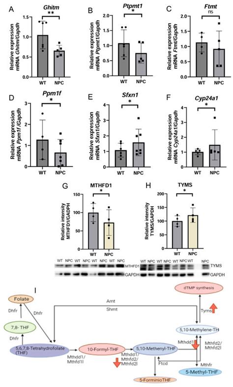 Gene Expression Profile of the Cerebral Cortex of Niemann-Pick Disease ...