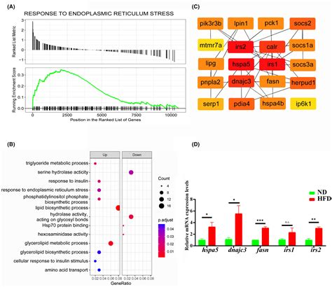 Establishment of a non‐alcoholic fatty liver disease model by high fat diet in adult zebrafish ...