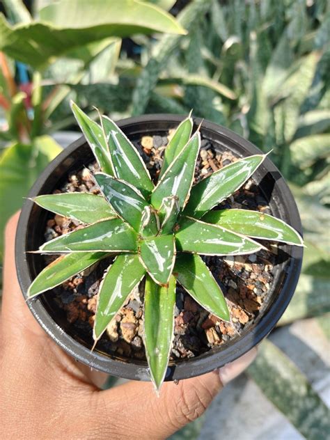Agave Victoriae-Reginae 'Porcupine' (Small) – Fermosa plants