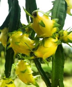 Mohomaya Dragon Tail Plant Price in India - Buy Mohomaya Dragon Tail ...