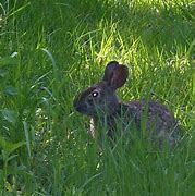 Image result for Plants Rabbits Won't Eat