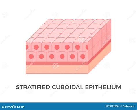 Stratified Cuboidal Epithelium. Epithelial Tissue Types. Cartoon Vector ...