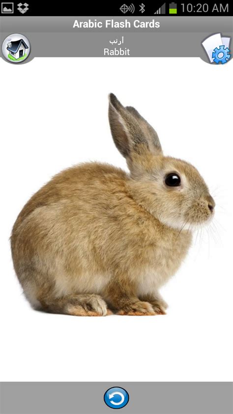 Arabic Flash Cards for Kids - App on Amazon Appstore