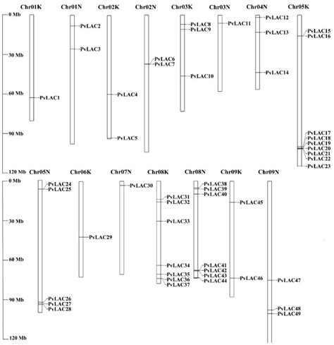 Genome-Wide Identification of Switchgrass Laccases Involved in Lignin ...