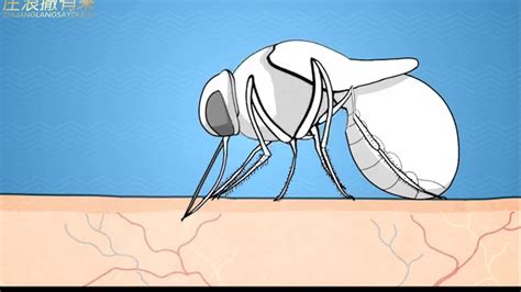 蚊子叮人的过程_腾讯视频