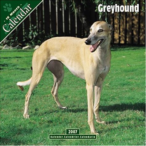 Greyhound 2007 Wall Calendar : Amazon.in: Books