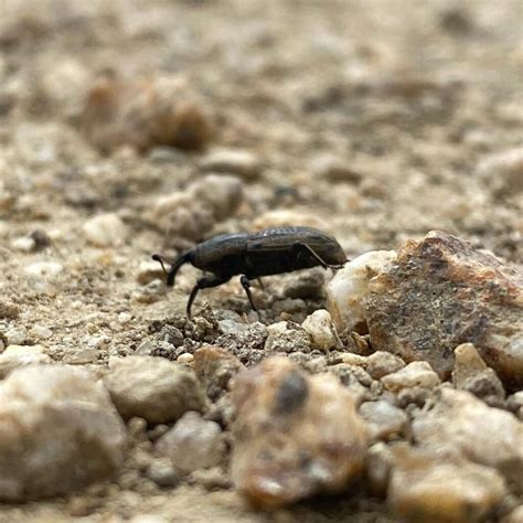 Rice Weevil 的图像结果