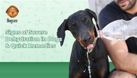 Signs of Severe Dehydration in Dogs & Quick Remedies | Dogsee