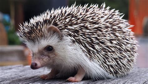 Hedgehogs are popular pets, but there is a lot of awesome facts you probably don't know about ...