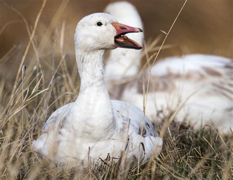 Snow Goose Numbers 的图像结果