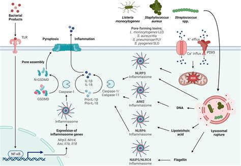 Frontiers | Inflammasome activation by Gram-positive bacteria: Mechanisms of activation and ...