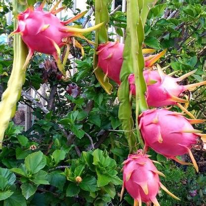 Ukanda Dragon Tree Price in India - Buy Ukanda Dragon Tree online at ...