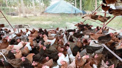 Andhra Pradesh: Ap Wool Production Nil As Focus Shifts To Meat Mkt ...