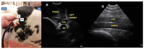 Ultrasonographical Assessment of Caudal Vena Cava Size through ...