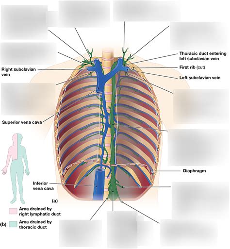 Image result for Lymph Trunk Function