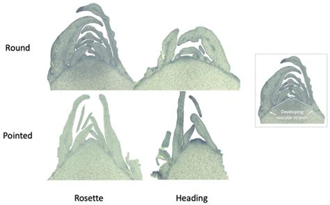 Cabbage (Brassica oleracea var. capitata) Development in Time: How ...