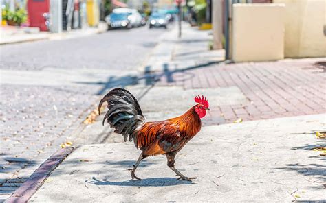 The Curious Backstory of Why There are Feral Chickens in Key West - A-Z ...