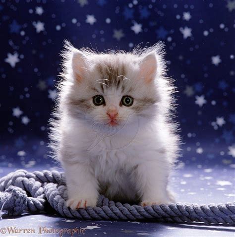 Cute Fluffy Cats Wallpapers - Wallpaper Cave