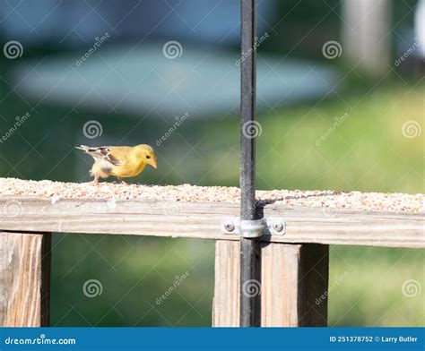 Little Yellow Bird on the Railing of My Deck Getting Some Birdseed ...