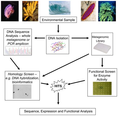 Marine Metagenomics: New Tools for the Study and Exploitation of Marine ...