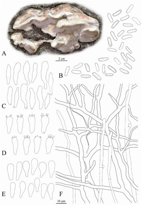 Biological Characteristics and Domestication of Dichomitus squalens and ...