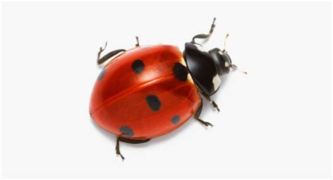 Image result for Real Ladybug