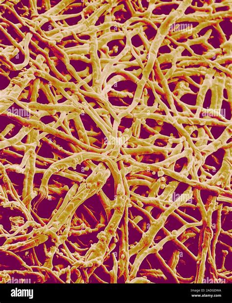 Image result for Egg Shell Shape