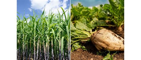 Sugar Beet Vs Sugar Cane