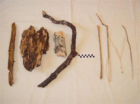 Image result for Chimps Using Sticks for Tools