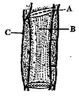 Identify the given plant tissues/ cells and match them with their ...