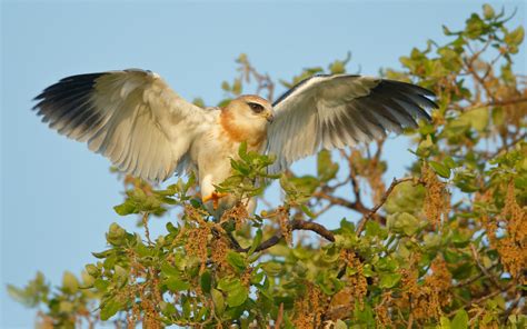 Download wallpaper bird, predator, kite, Smoky black-winged kite, Black ...