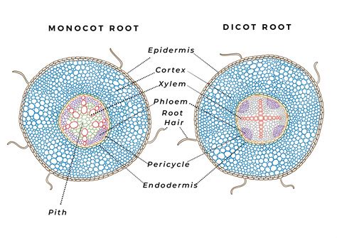 Plant Biology Basics – Guest Post by Daniel Fuller – Deep Green ...