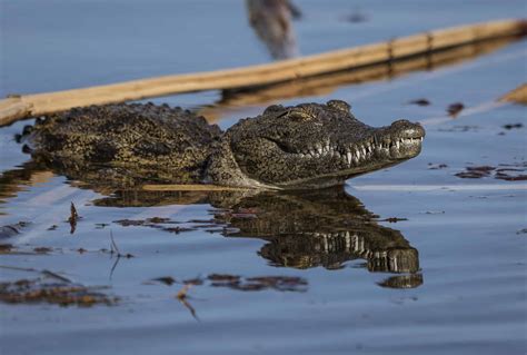 Meet Babiya: The Vegetarian Crocodile Who Guarded a Temple With Her Life in Kerala - Animals ...