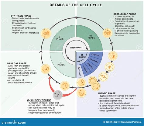 Cell Cycle Details stock illustration. Illustration of quiescence ...