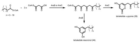 Exploiting the Biosynthetic Potential of Type III Polyketide Synthases